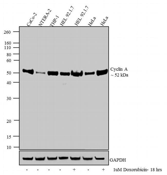 Mouse IgG (H+L) Secondary Antibody in Western Blot (WB)