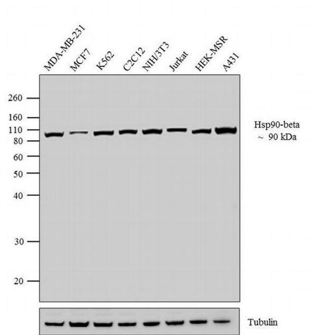 Mouse IgG (H+L) Secondary Antibody in Western Blot (WB)