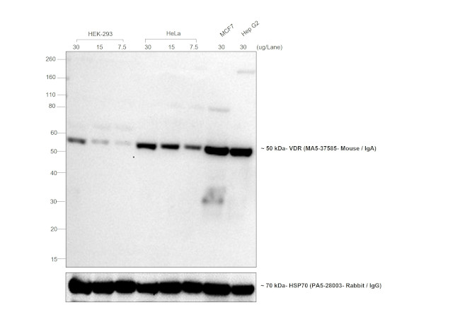 Mouse IgA Cross-Adsorbed Secondary Antibody in Western Blot (WB)