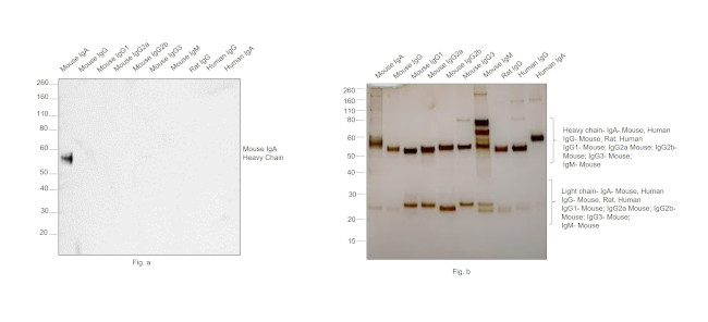 Mouse IgA Cross-Adsorbed Secondary Antibody in Western Blot (WB)