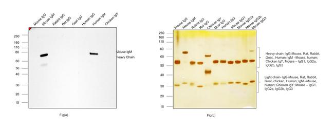 Mouse IgM (Heavy chain) Secondary Antibody in Western Blot (WB)