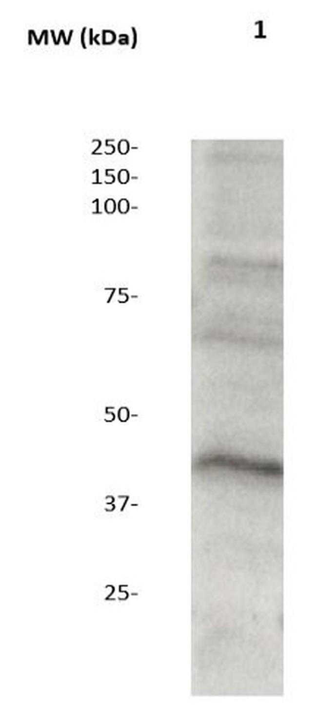 MEK1/2 Antibody in Western Blot (WB)