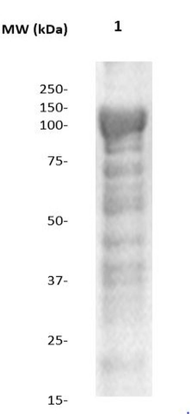 Neurofibromin Antibody in Western Blot (WB)