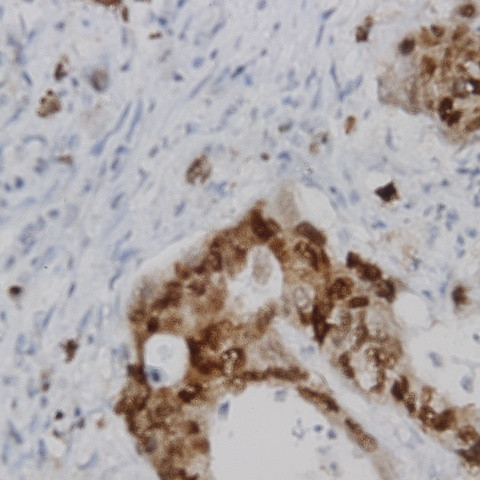 Phospho-V1bR (Tyr338) Antibody in Immunohistochemistry (Paraffin) (IHC (P))