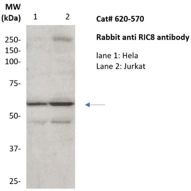 RIC8 Antibody in Western Blot (WB)