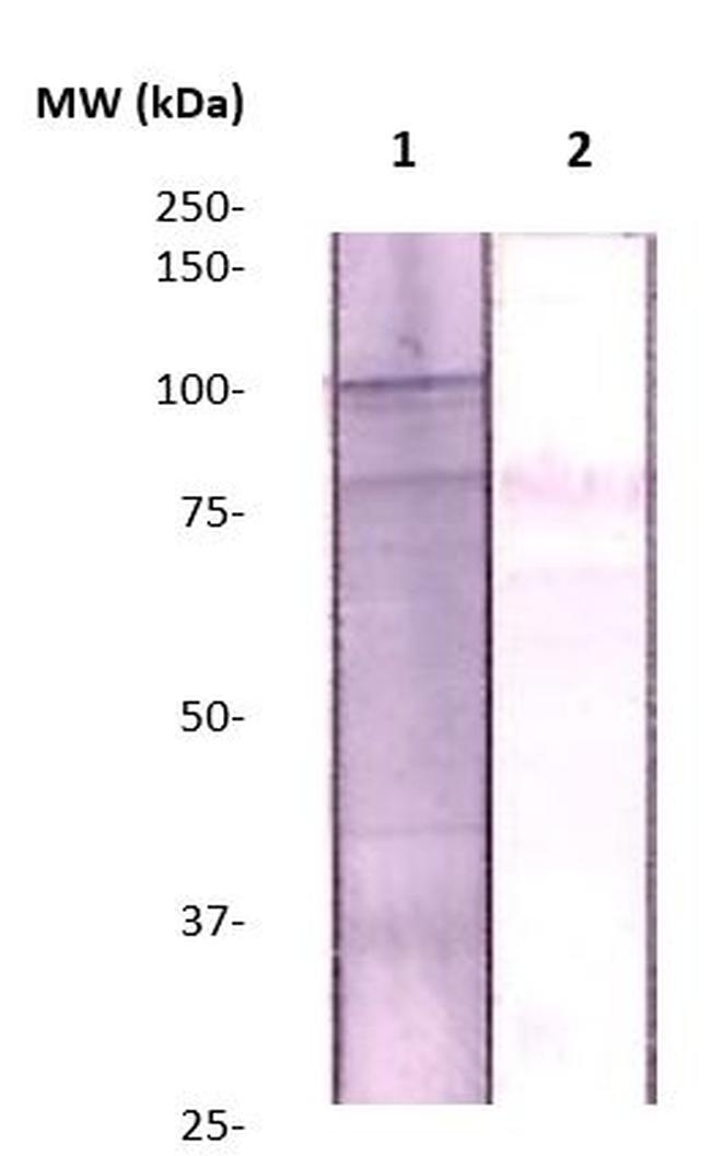 ZBTB4 Antibody in Western Blot (WB)