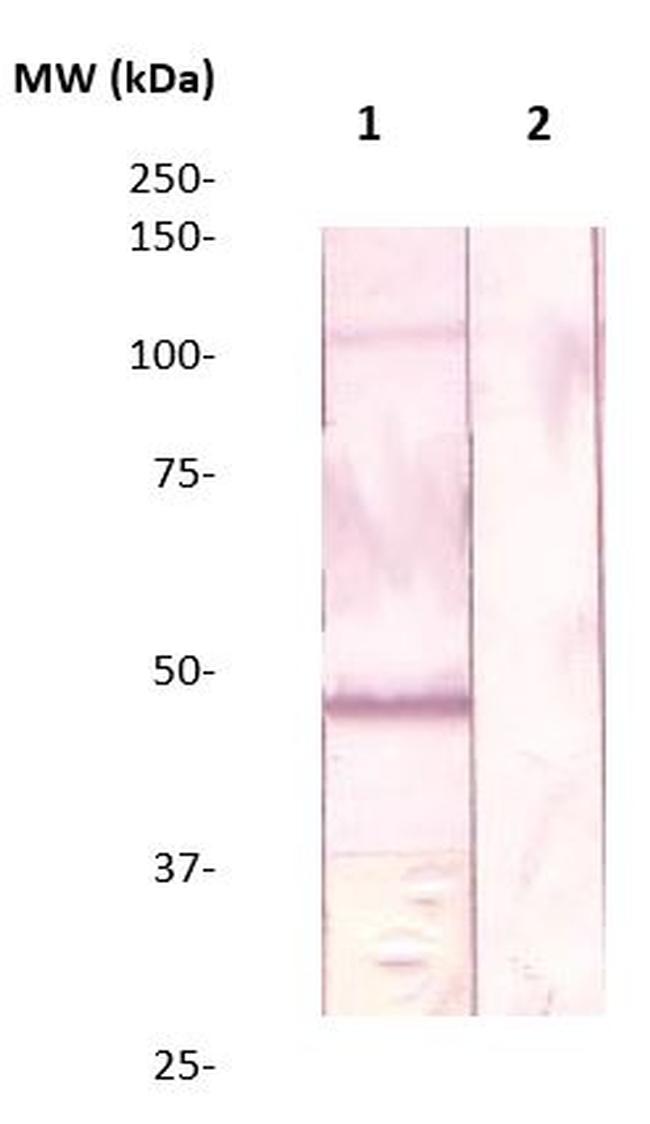 FKRP Antibody in Western Blot (WB)