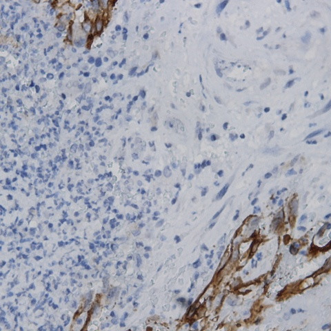 ARK1C2 Antibody in Immunohistochemistry (Paraffin) (IHC (P))