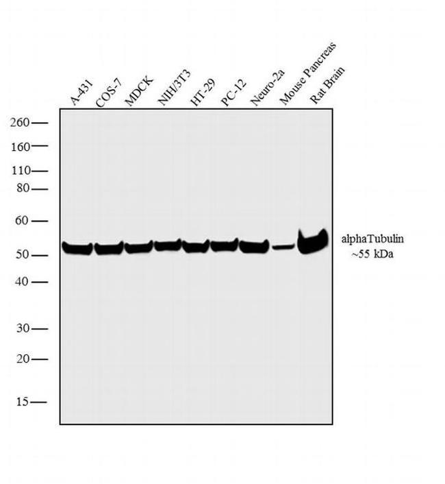 alpha Tubulin Antibody in Western Blot (WB)