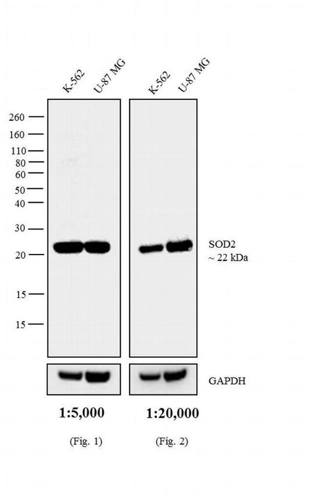 Mouse IgG (H+L) Cross-Adsorbed Secondary Antibody in Western Blot (WB)