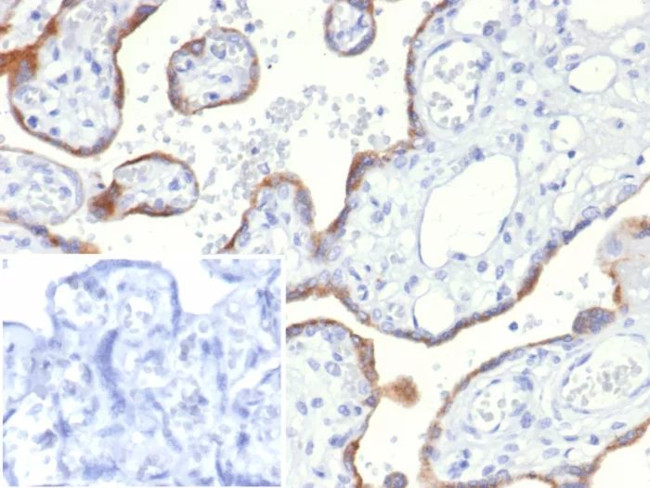 S100A2/S100 Calcium Binding Protein A2 Antibody in Immunohistochemistry (Paraffin) (IHC (P))