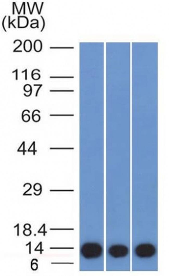 S100A4/Metastasin/Calvasculin Antibody in Western Blot (WB)