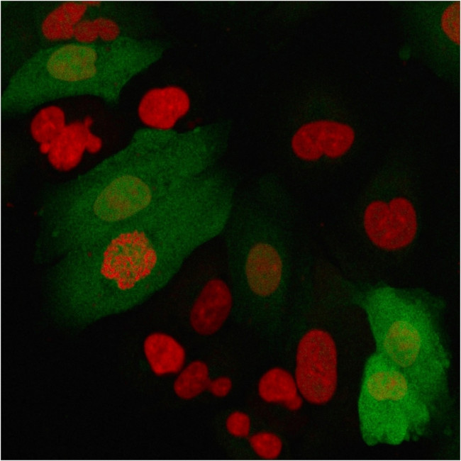 S100A4/Metastasin/Calvasculin Antibody in Immunocytochemistry (ICC/IF)