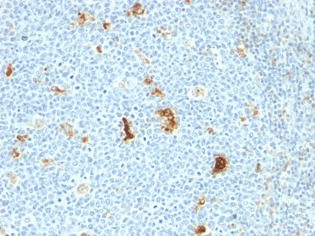 Macrophage L1 Protein Antibody in Immunohistochemistry (Paraffin) (IHC (P))