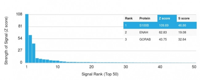 S100B Antibody in Peptide array (ARRAY)