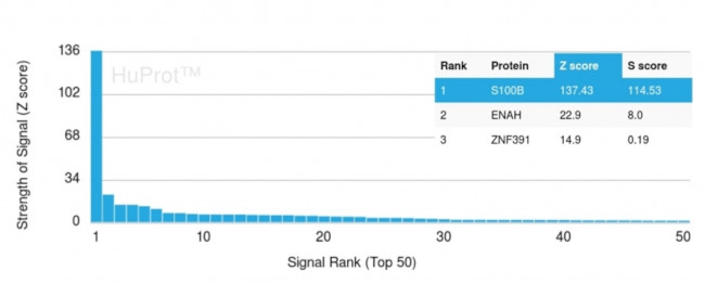 S100B Antibody in Peptide array (ARRAY)