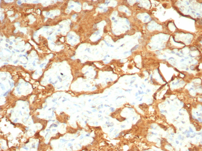 S100P/MIG9 Antibody in Immunohistochemistry (Paraffin) (IHC (P))