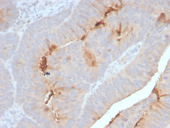 Serum Amyloid A Antibody in Immunohistochemistry (Paraffin) (IHC (P))