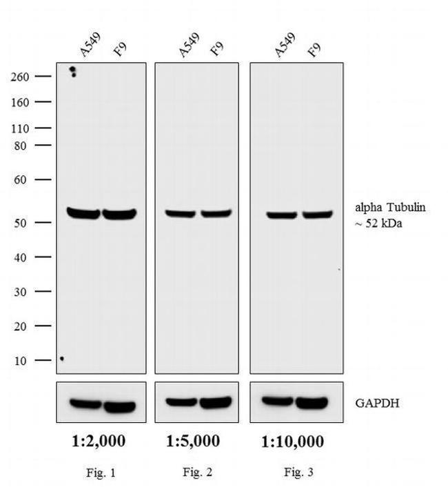 Rat IgG (H+L) Secondary Antibody in Western Blot (WB)