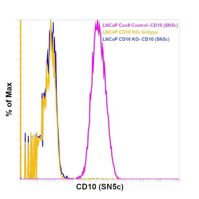 CD10 Antibody