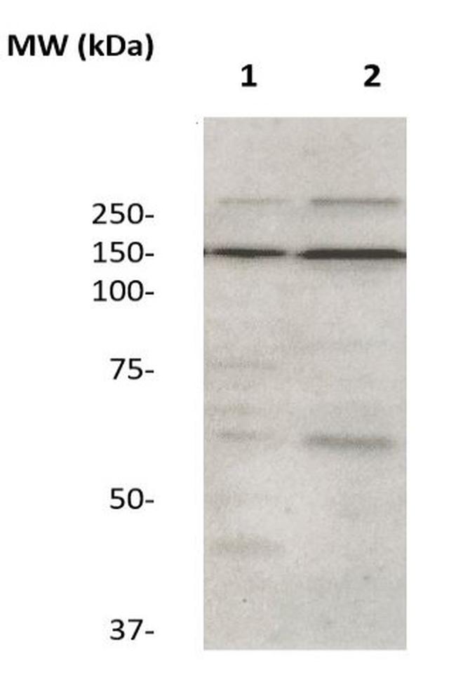 ZO-2 Antibody in Western Blot (WB)