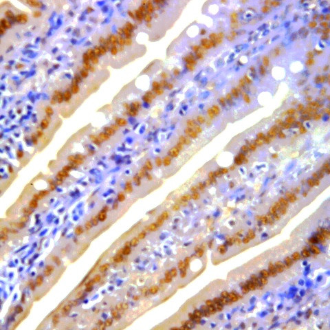 ZO-3 Antibody in Immunohistochemistry (Paraffin) (IHC (P))