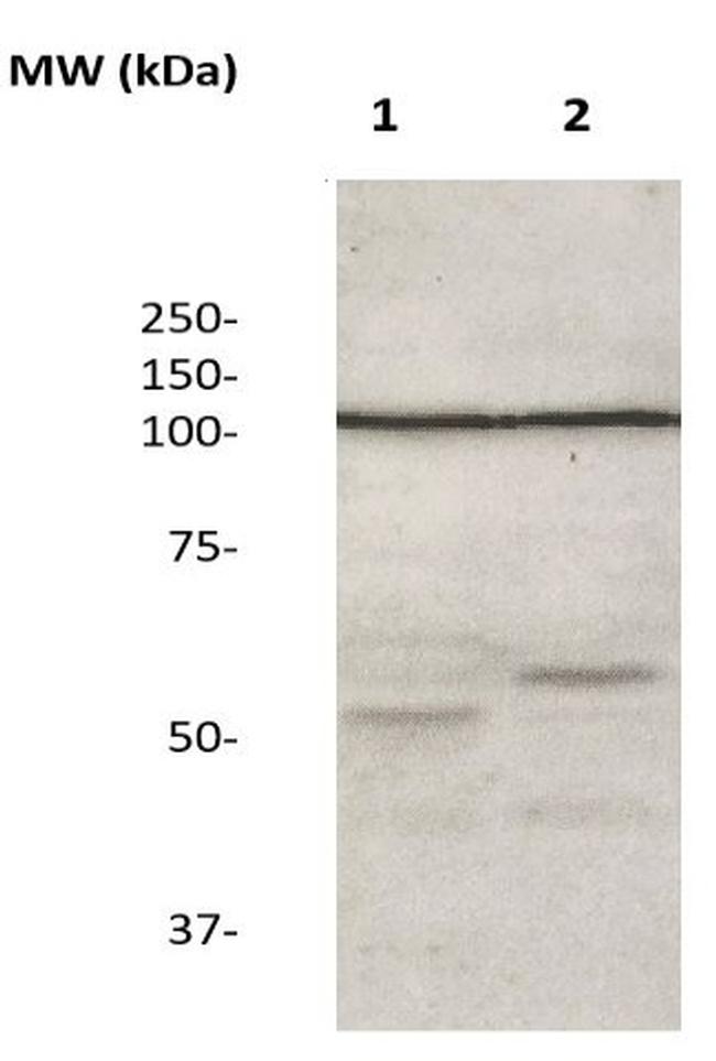 ZO-3 Antibody in Western Blot (WB)