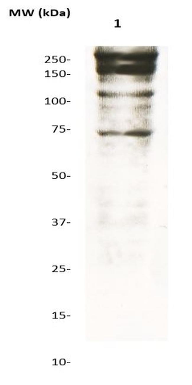 Dystrophin Antibody in Western Blot (WB)