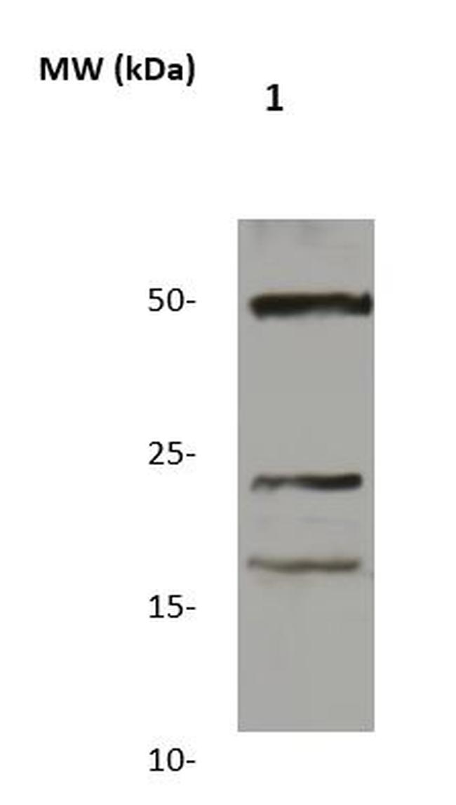 Mono-Methyl-Histone H3 (His39) Antibody in Western Blot (WB)