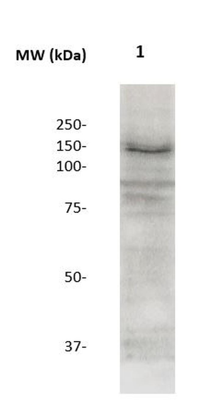 Neuropilin-1 Antibody in Western Blot (WB)