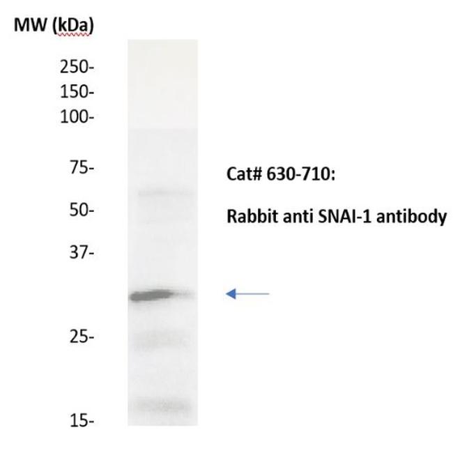 SNAI-1 Antibody in Western Blot (WB)
