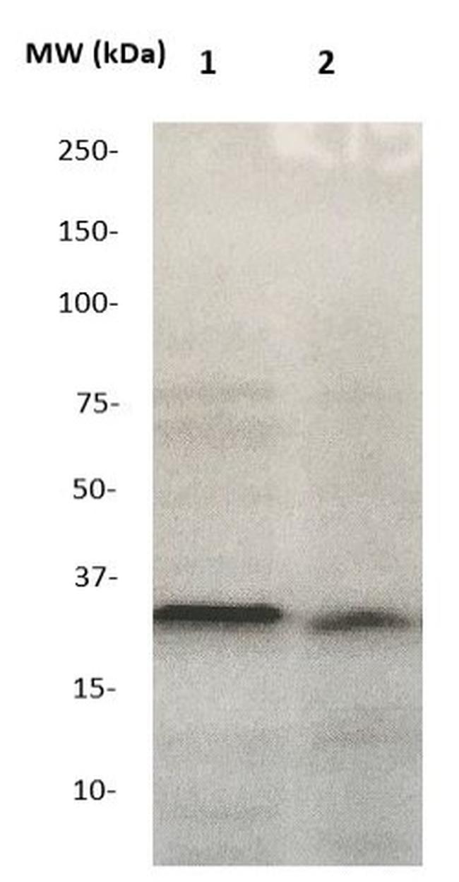 TWIST2 Antibody in Western Blot (WB)