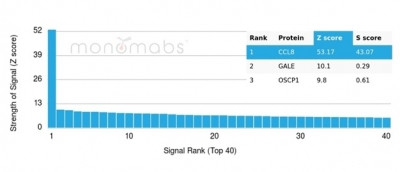 Monocyte Chemotactic Protein 2 (MCP2)/CCL8 Antibody in Peptide array (ARRAY)