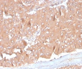 Monocyte Chemotactic Protein 2 (MCP2)/CCL8 Antibody in Immunohistochemistry (Paraffin) (IHC (P))