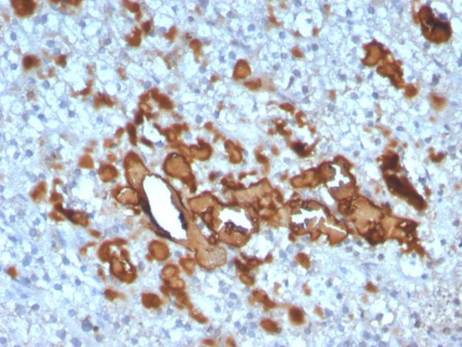 CCL23/Myeloid Progenitor Inhibitory Factor 1 Antibody in Immunohistochemistry (Paraffin) (IHC (P))