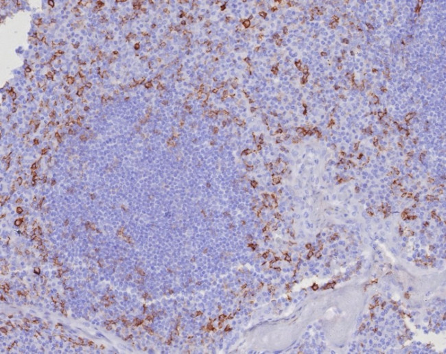 CD162 (Selectin P Ligand) Antibody in Immunohistochemistry (Paraffin) (IHC (P))