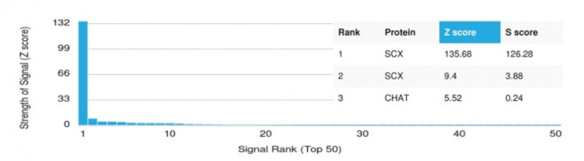 SCXA Antibody in Peptide array (ARRAY)