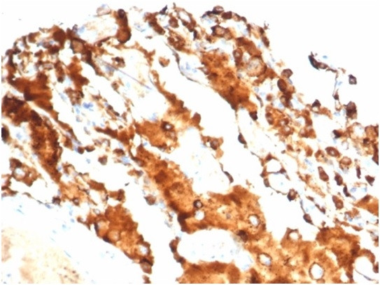 Pulmonary Surfactant-Associated Protein D (SFTPD) Antibody in Immunohistochemistry (Paraffin) (IHC (P))