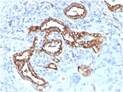 Pulmonary Surfactant-Associated Protein D (SFTPD) Antibody in Immunohistochemistry (Paraffin) (IHC (P))