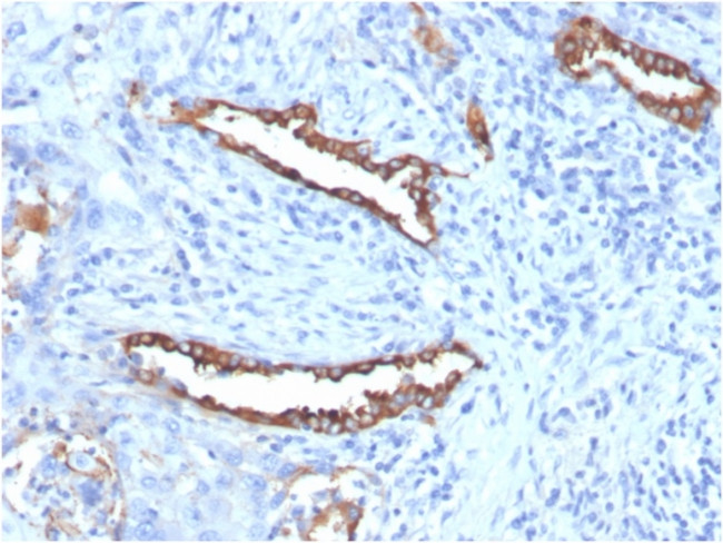 Pulmonary Surfactant-Associated Protein D (SFTPD) Antibody in Immunohistochemistry (Paraffin) (IHC (P))