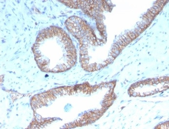 Sex Hormone Binding Globulin (SHBG) Antibody in Immunohistochemistry (Paraffin) (IHC (P))