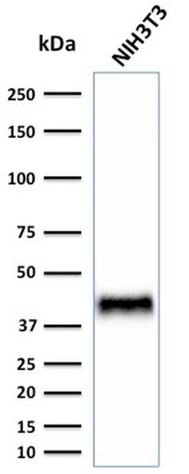 BMI1 Antibody in Western Blot (WB)