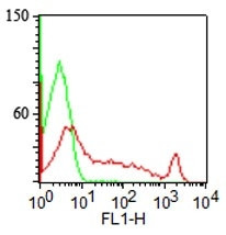 CDw75 (B-Cell Marker) Antibody in Immunocytochemistry (ICC/IF)