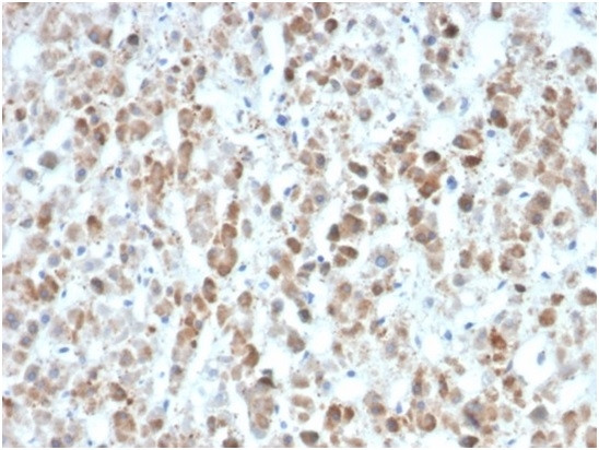 Interleukin-25 (IL-25)/IL-17E Antibody in Immunohistochemistry (Paraffin) (IHC (P))