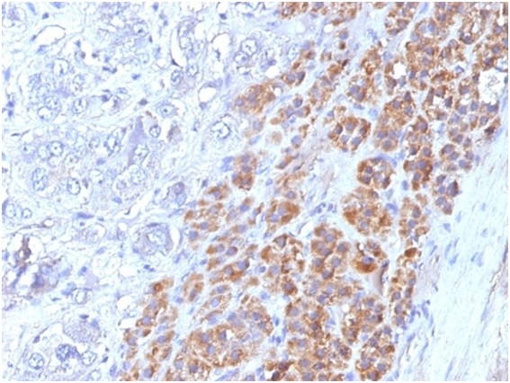 Interleukin-25 (IL-25)/IL-17E Antibody in Immunohistochemistry (Paraffin) (IHC (P))