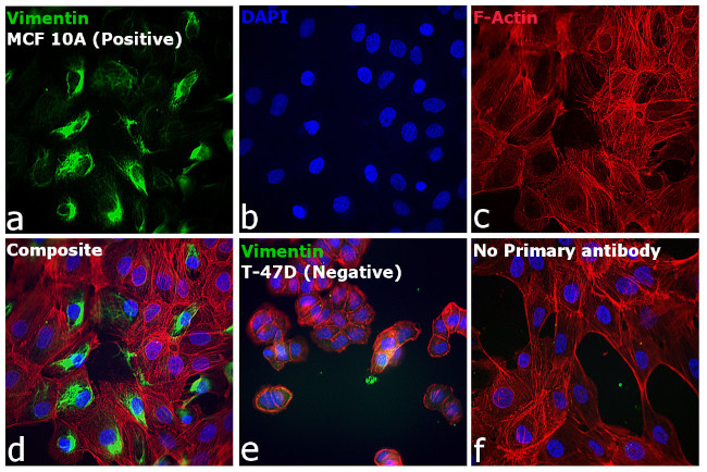 Rabbit IgG (H+L) Secondary Antibody in Immunocytochemistry (ICC/IF)