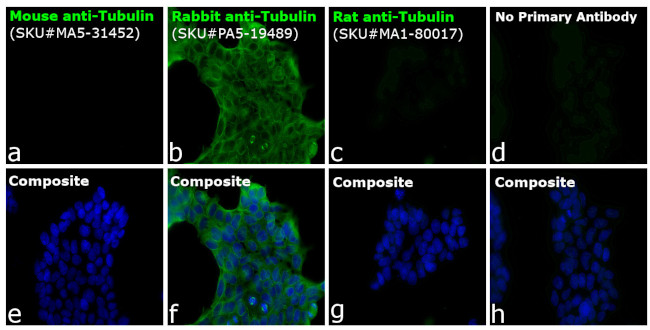 Rabbit IgG (H+L) Secondary Antibody in Immunocytochemistry (ICC/IF)