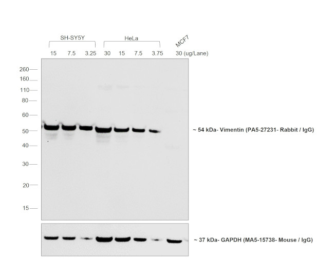 Rabbit IgG (H+L) Secondary Antibody in Western Blot (WB)