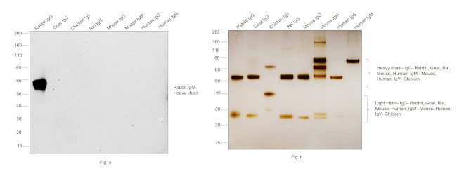 Rabbit IgG (H+L) Secondary Antibody in Western Blot (WB)