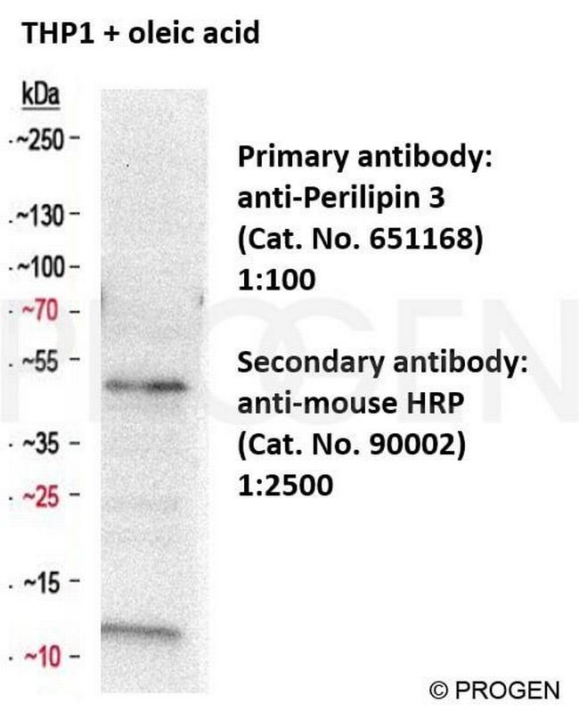 TIP47/PLIN3 Antibody in Western Blot (WB)